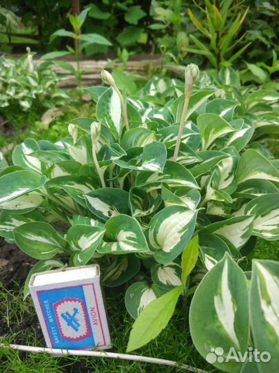 Хоста миниатюрная