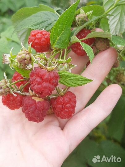 Ремонтантная малина саженцы