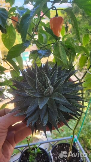 Суккуленты и крассулы