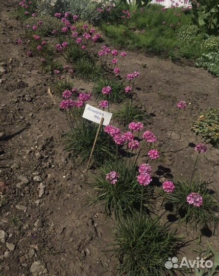 Продаю многолетние и однолетние растения