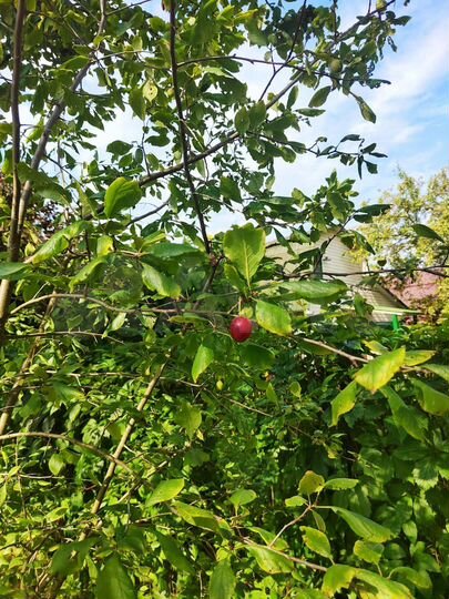 Дача 68 м² на участке 5 сот.