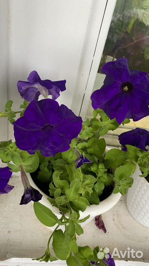 Петунья цветущая