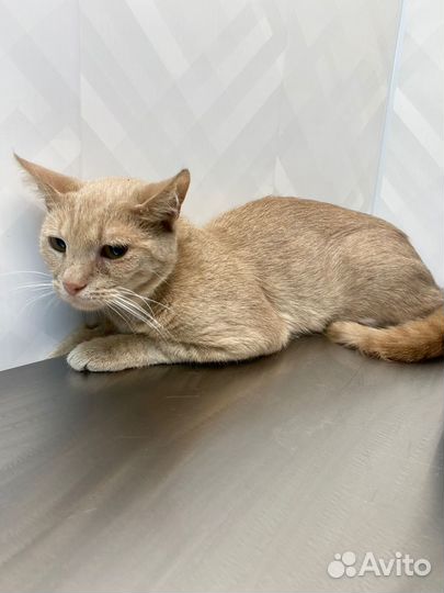 Нужна передержка или дом котику Персику