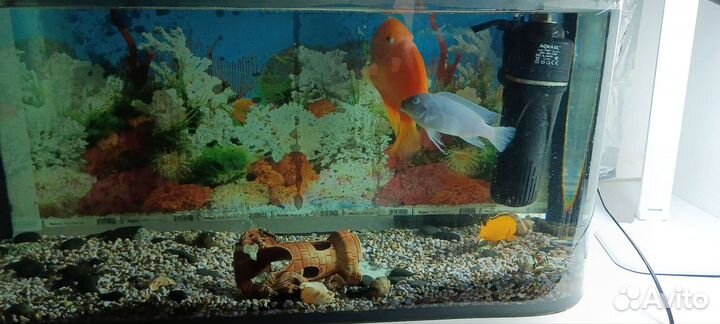 Аквариум с рыбками бу