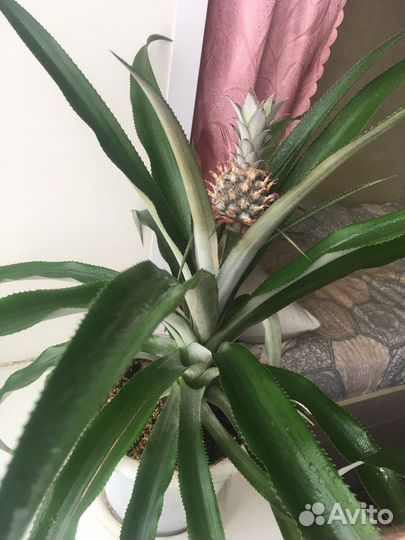 Комнатный ананас