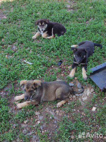 Собака в добрые руки отдам бесплатно