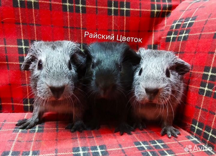 Красивые морские свинки