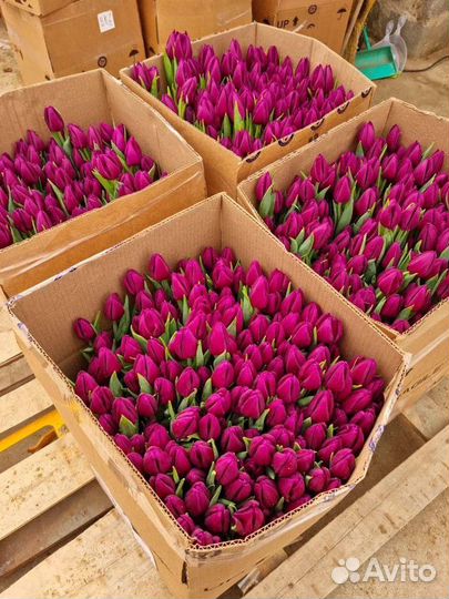 Тюльпаны к 8 марта