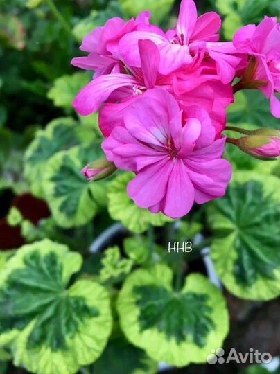 Сортовая, пестролистная пеларгония