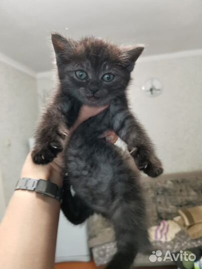 Котенок-девочка