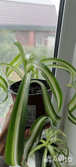 Хлорофитум Бонни, Грин Оранж, шефлера, монстера