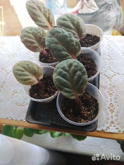 Листья фиалочки укоренённые в стаканчиках