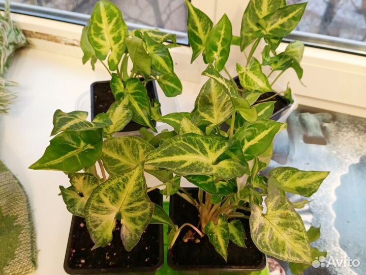 Сингониумы