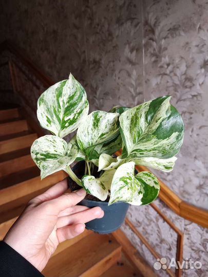 Сциндапсус хеппи лиф