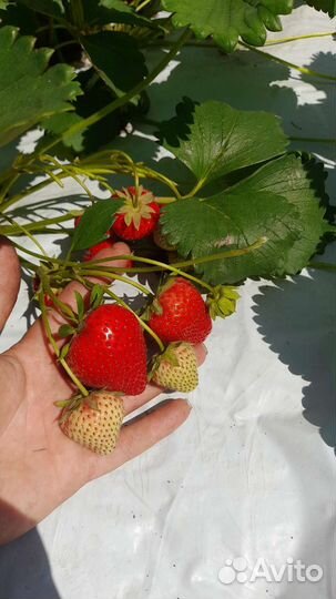 Саженцы клубники