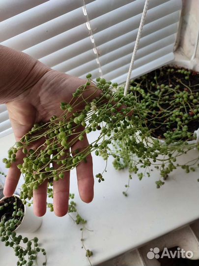 Роули крестовник