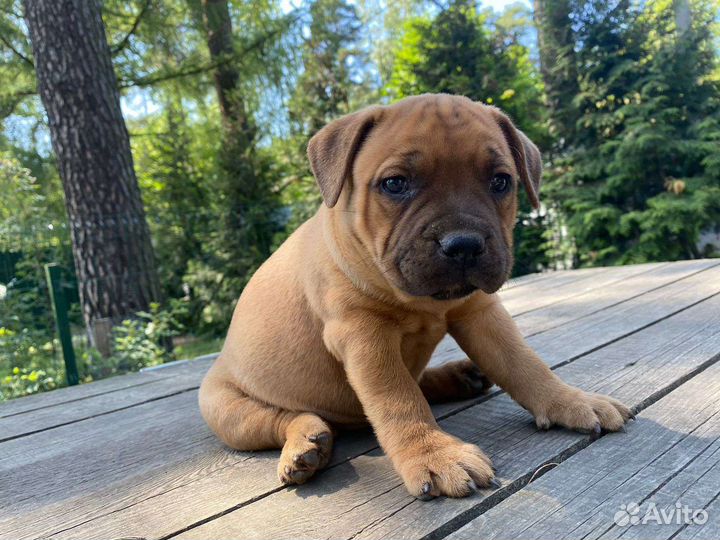 Английский стаффордширский бультерьер