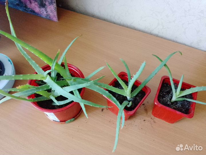 Алоэ столетник