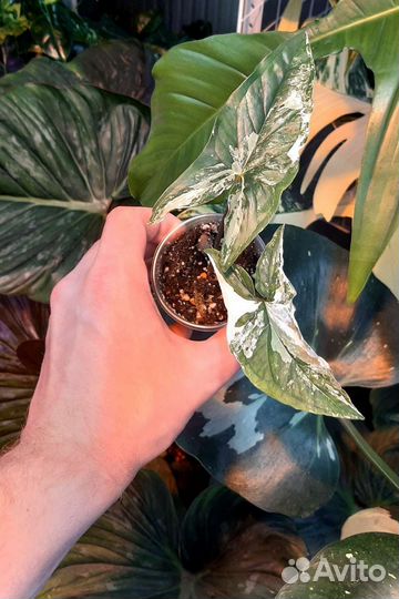 Сингониум Imperial White