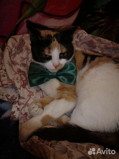 Галстук бабочка