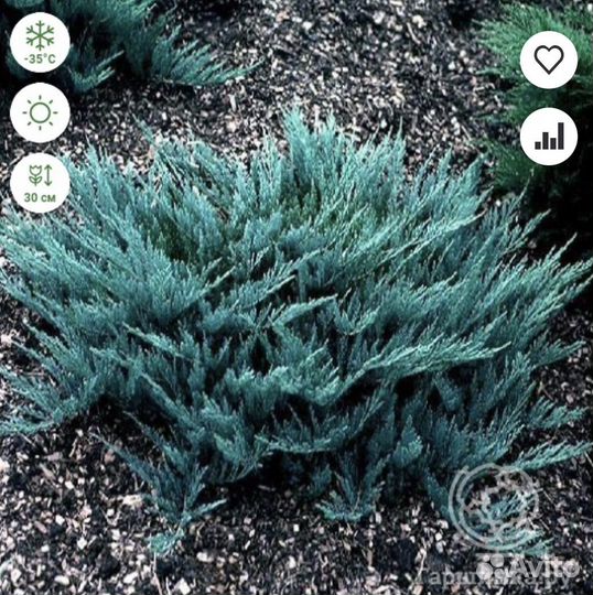 Можжевельник Блю чип