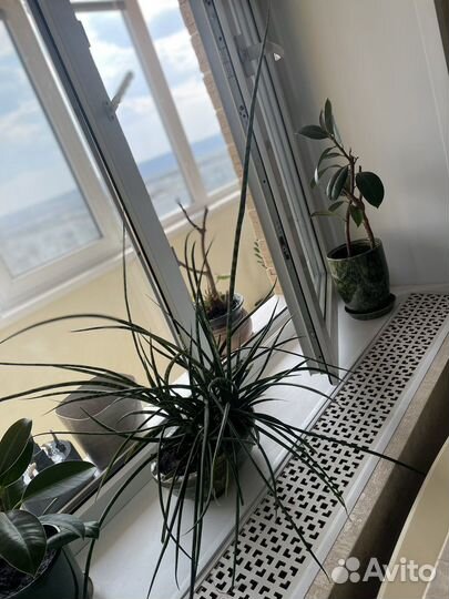 Сансивиерия фернвуд