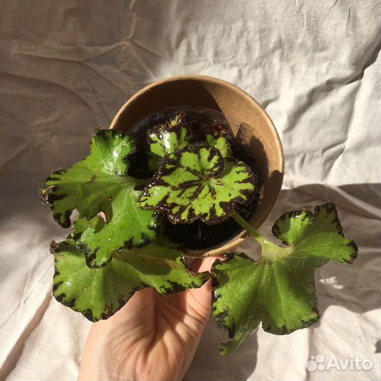 Комнатные цветы растения Бегония