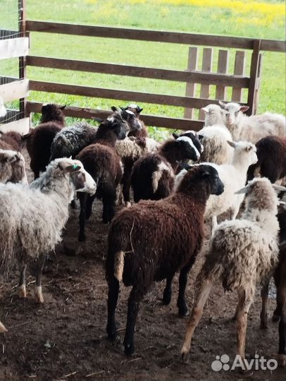 Овцы бараны