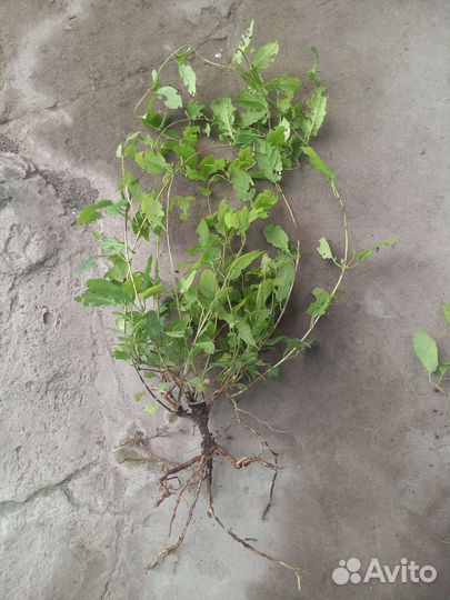 Жимолость каприфоль