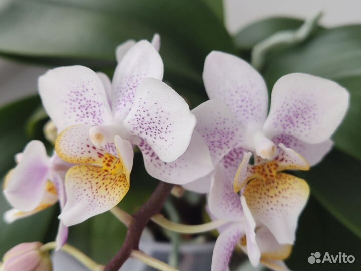 Орхидея фаленопсис 3 в 1