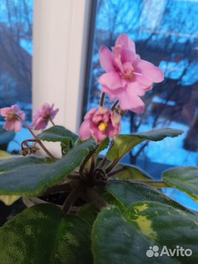 Фиалка Rob's Vanilla Trail