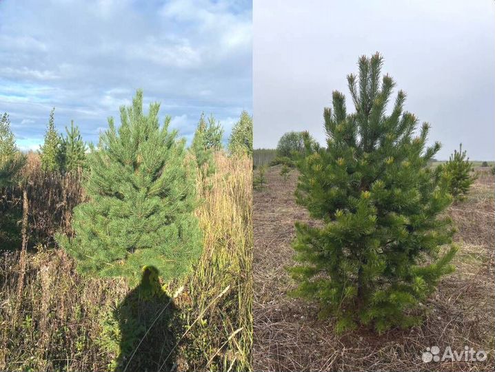 Рождественские сосны оптом с гарантией качества