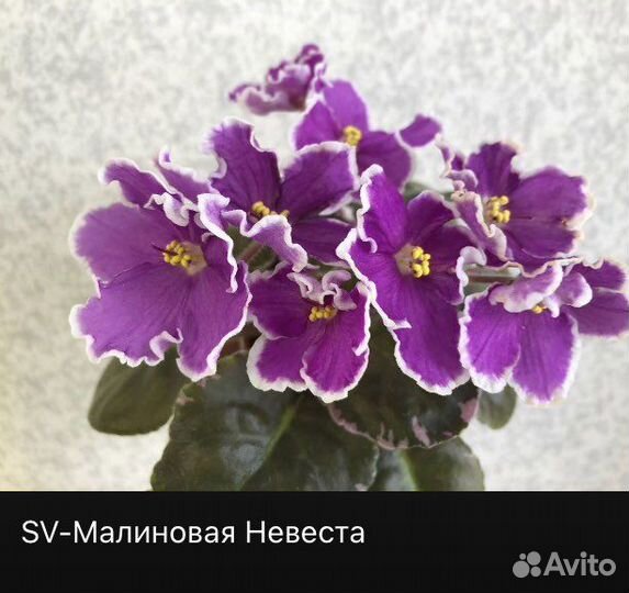 Сортовые фиалки