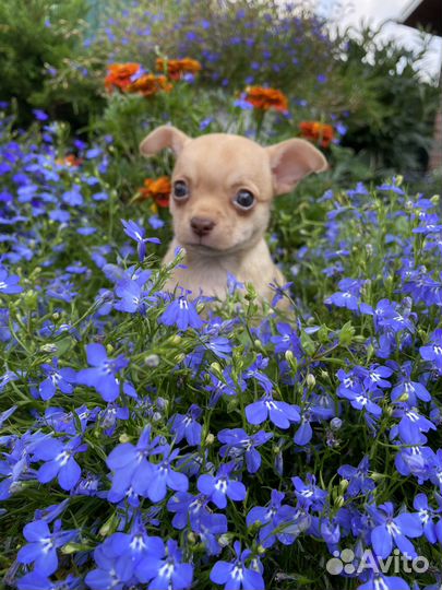 Щенки чихуахуа яркие мальчики