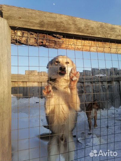 Симба ищет дом