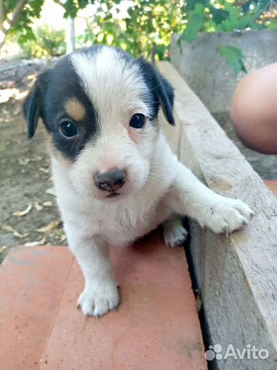 Отдам бесплатно щенков в добрые руки