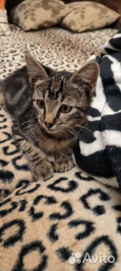 Котенок мальчик бесплатно