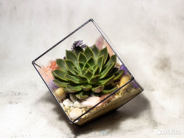 Флорариум с суккулентом куб