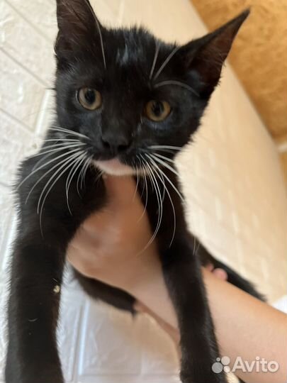 Котята в добрые руки бесплатно