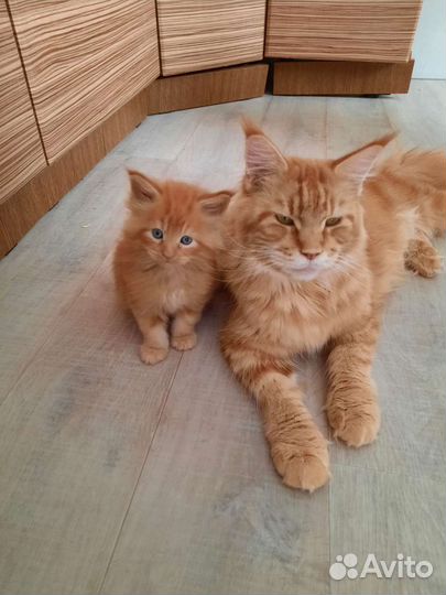 Котята Мейн кун