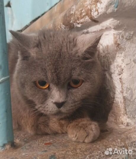 Кошку выкинули. Нужен дом или передержка