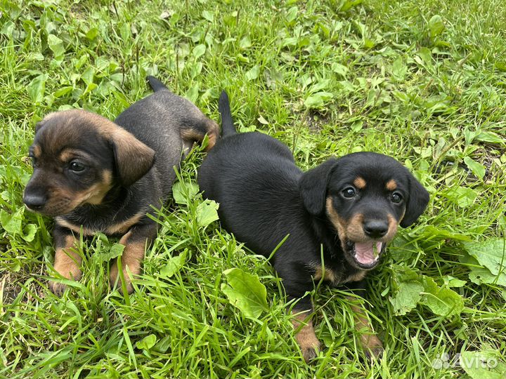 Карликовая такса щенки