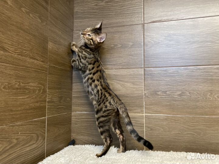 Алк ф2 и чаузи котята