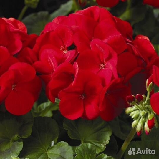 Красивая ярко-красная герань цветущая (не черенок