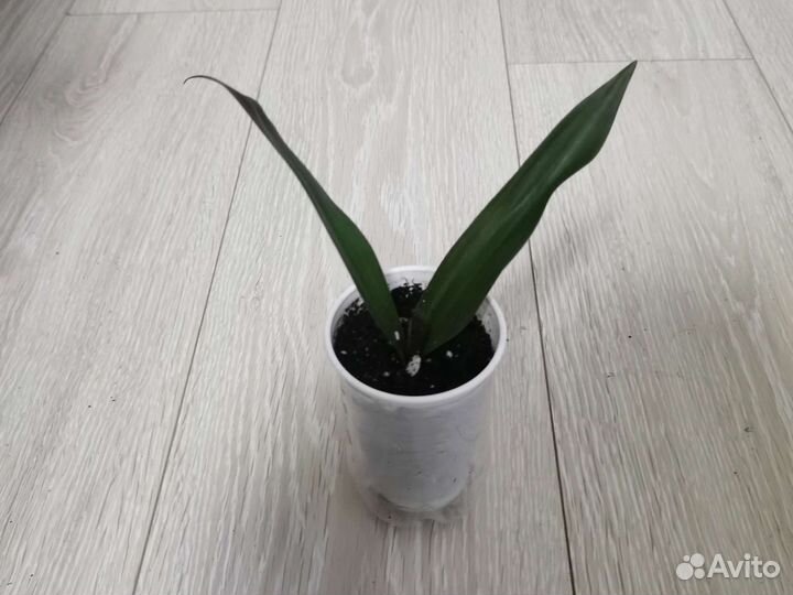 Комнатный цветок