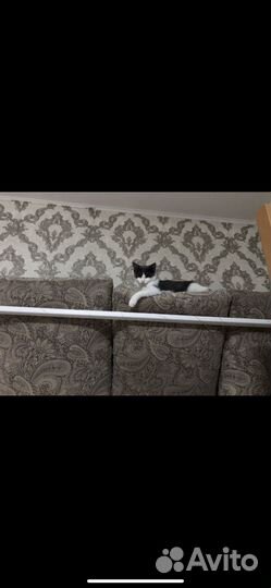 Кошка в дар