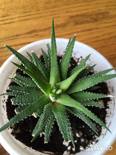 Хавортия или обмен