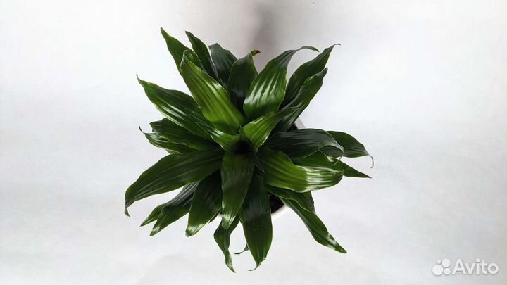 Драцена фрагранс компакта