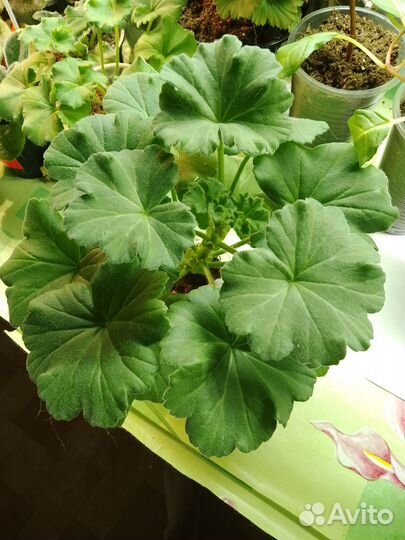 Сортовая пеларгония Настасья Филипповна