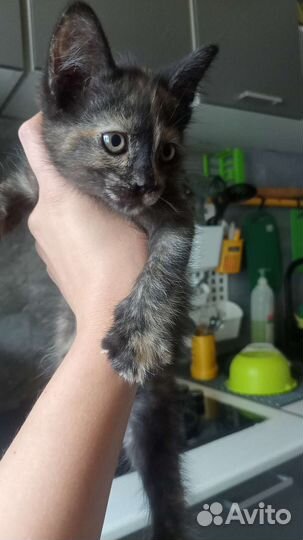 Кошка в дар